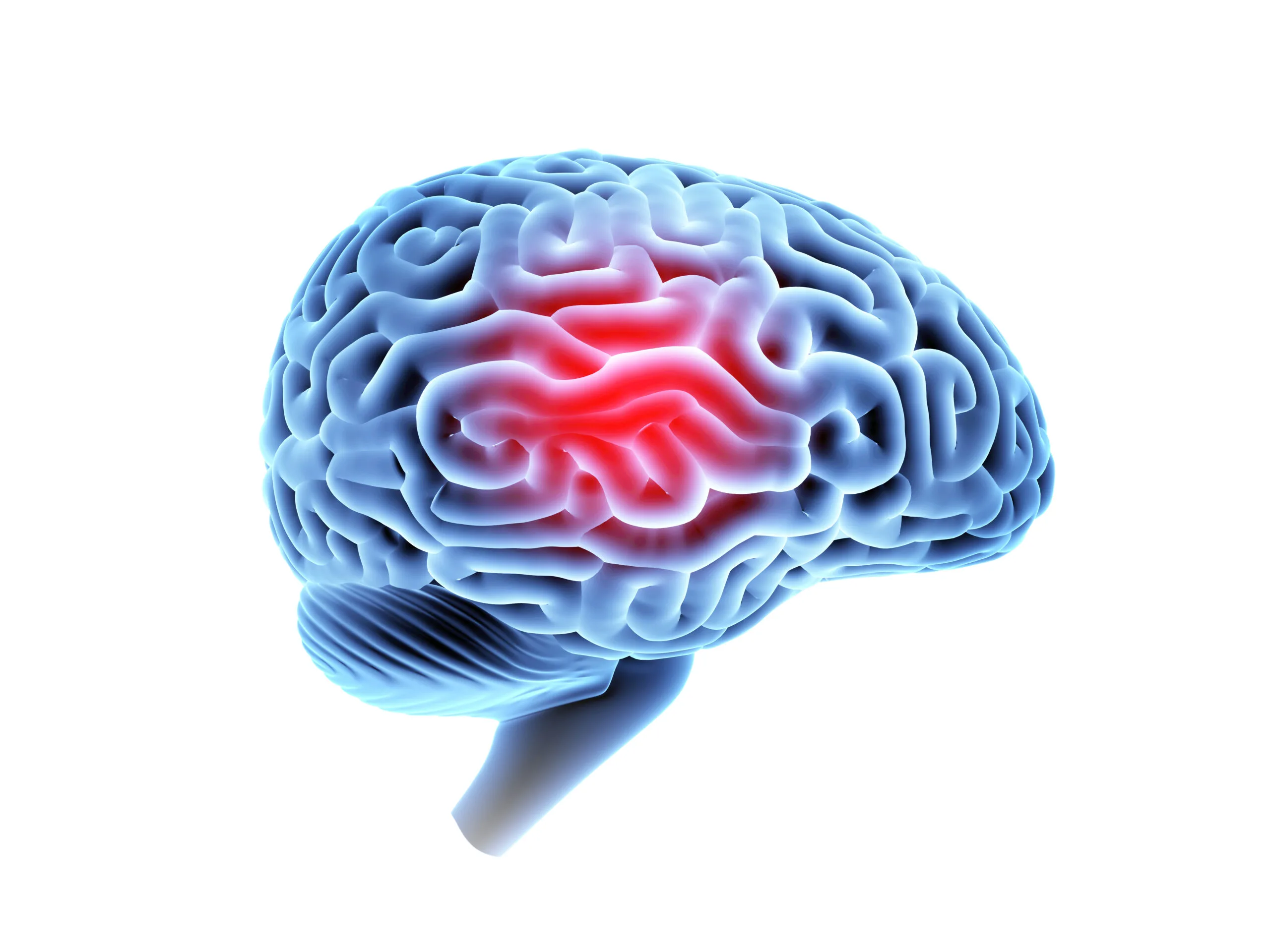 How Xanax Affects the Brain Silver Ridge Recovery